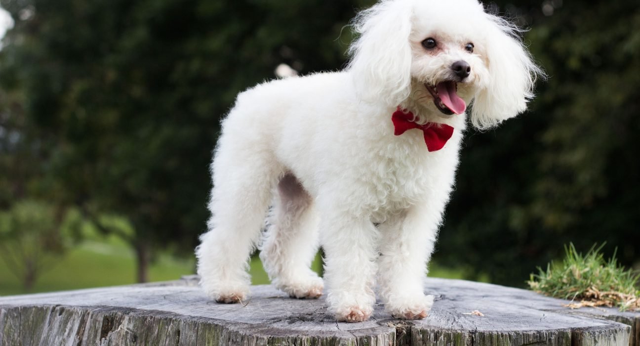 Poodle Dog Price in India