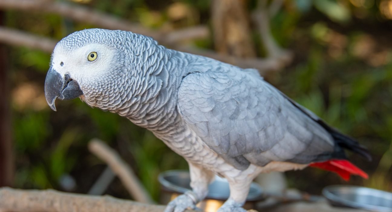 African Grey Parrot Price in India