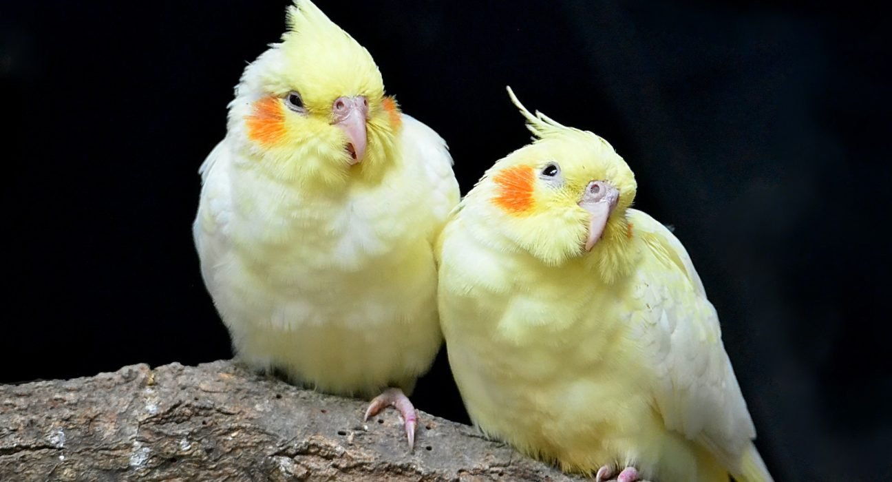 Cockatiel bird price in India
