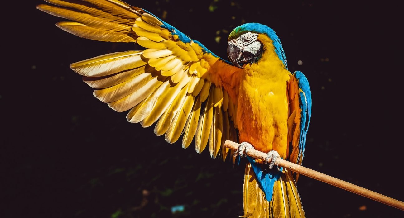macaw parrot price in India