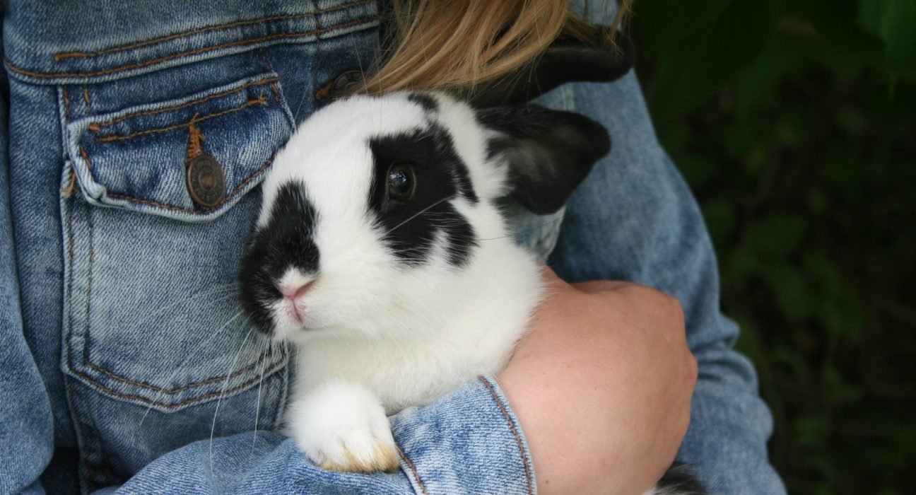Adopt Rabbit